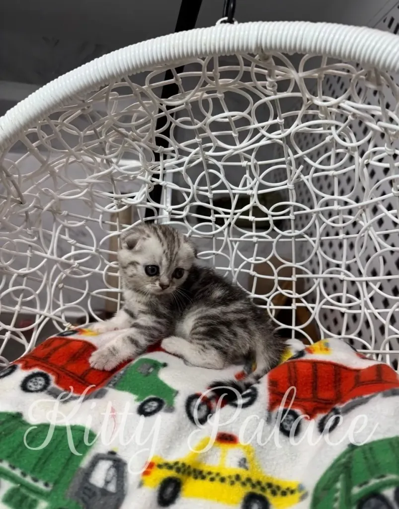 Scottish Fold kitten Bella relaxing on a colorful blanket in a white chair