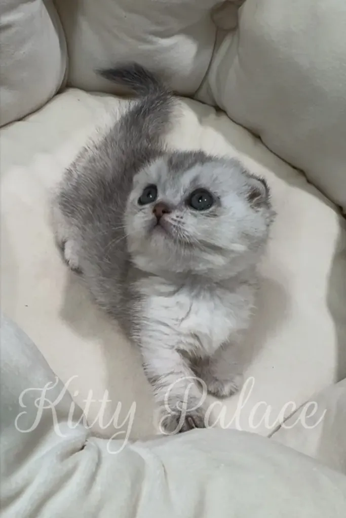 Fold-eared munchkin kitten resting in soft white bedding