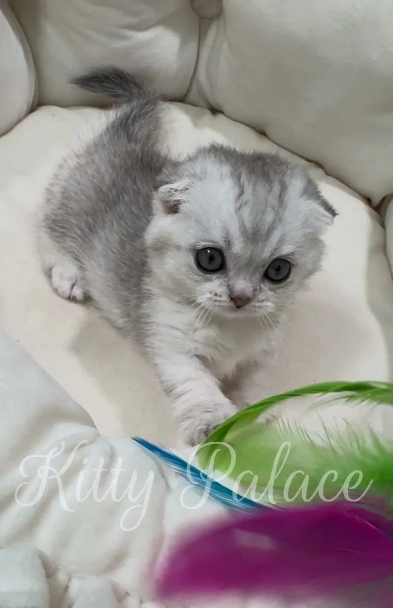Fluffy munchkin kitten Elsa reaching out with her paw