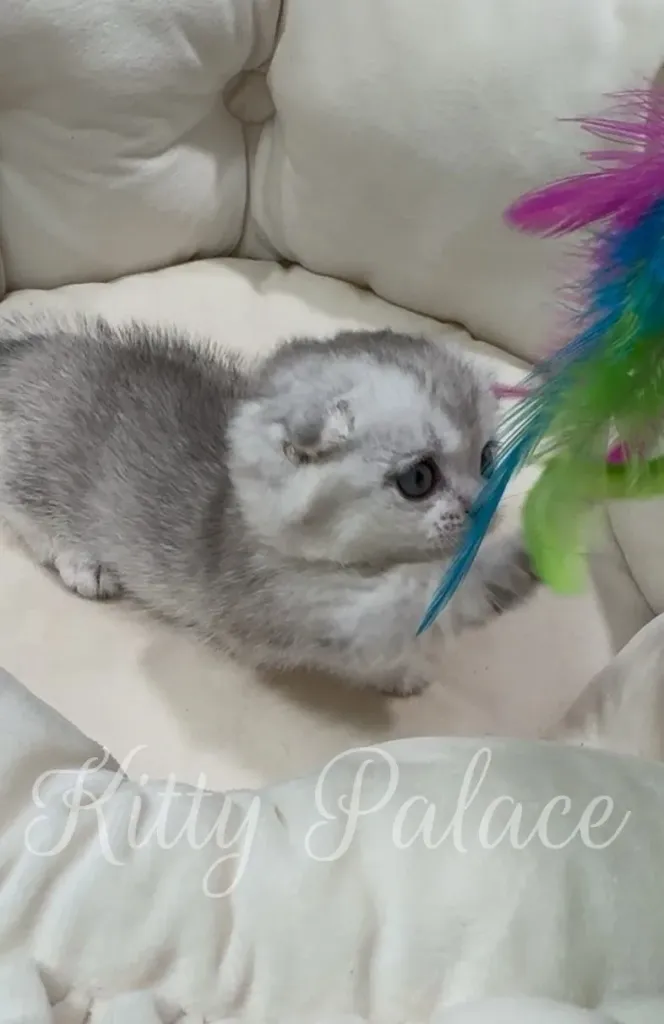 Playful kitten Elsa focused on colorful feathers