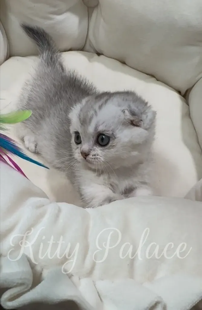 Silver kitten Elsa curiously watching a feather toy