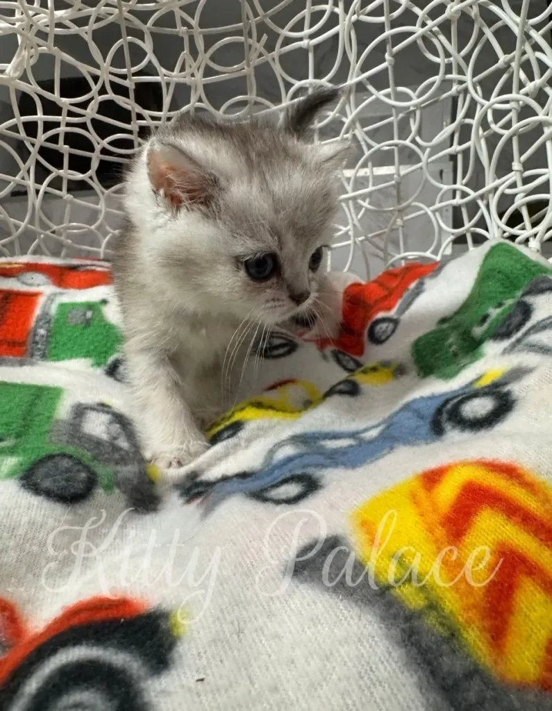 Curious silver chinchilla kitten Frosty peeking over colorful blanket