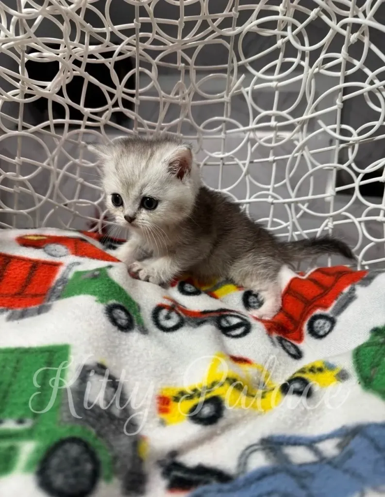 Tiny silver chinchilla kitten stretching on a chair blanket