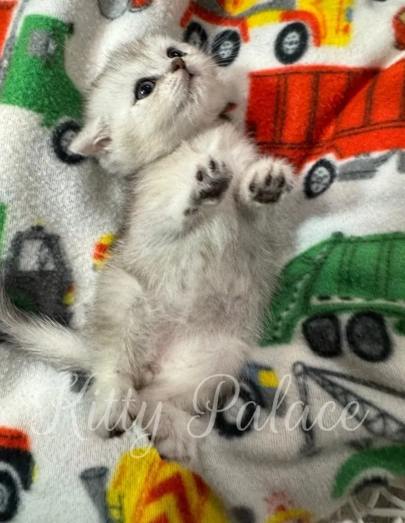 Playful Scottish Straight kitten Frosty lying on his back with paws up
