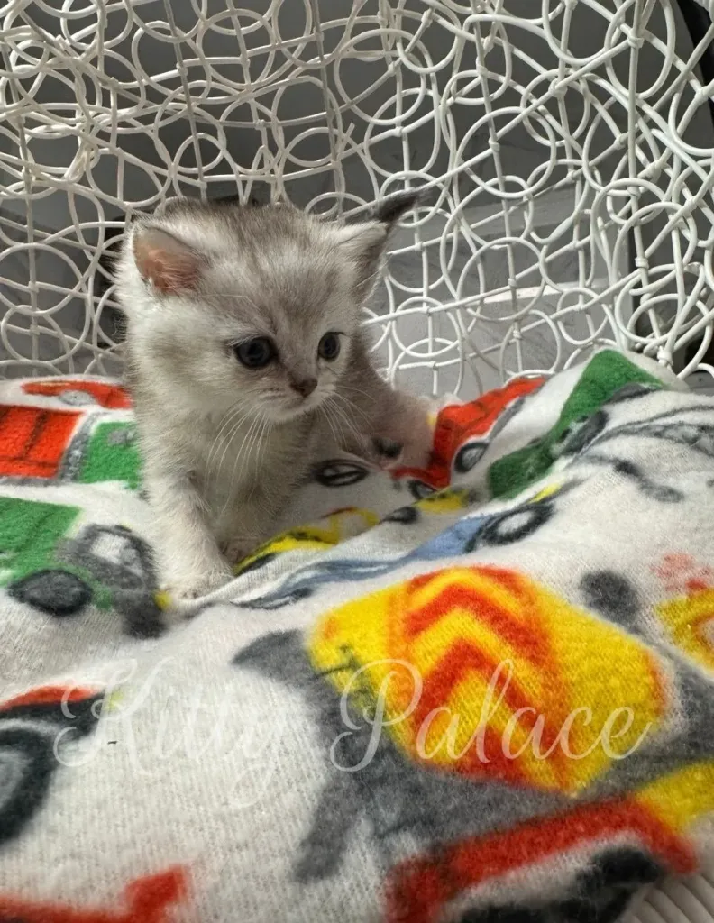 Frosty the kitten peeking over a colorful vehicle-patterned blanket