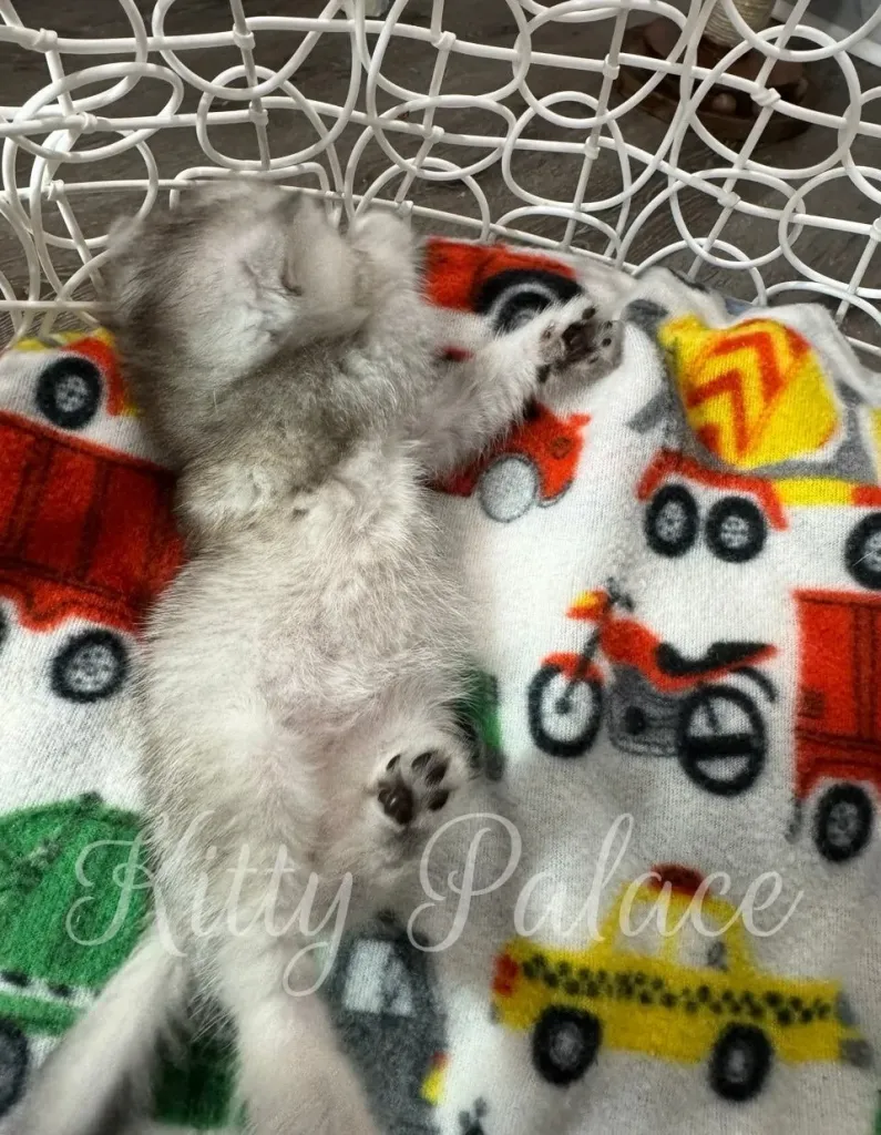 Fluffy silver chinchilla kitten sleeping on patterned blanket with tiny paws visible