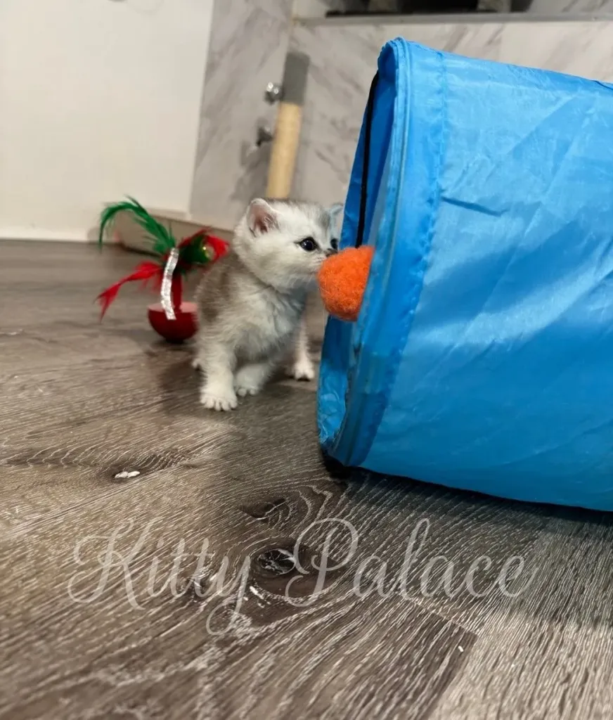Frosty exploring toys on the floor, curious about a blue tunnel toy