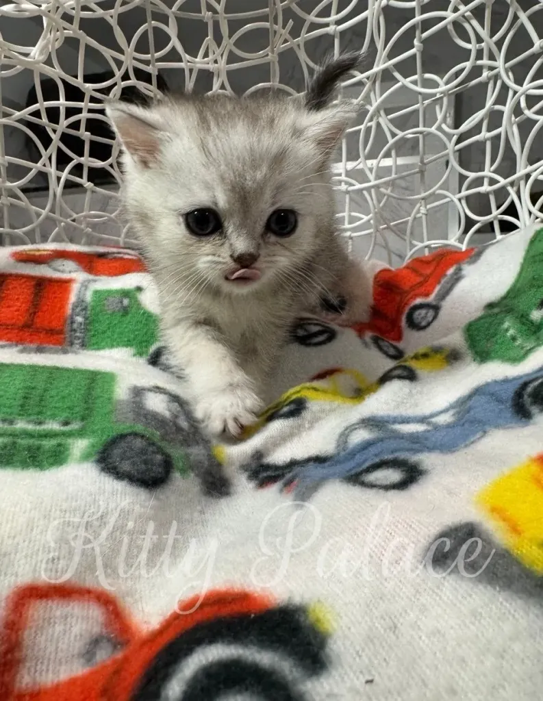 Adorable silver chinchilla Scottish Straight kitten Frosty looking at camera in a cozy chair