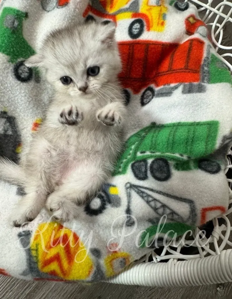 Cute Scottish Straight kitten Frosty lying on back, paws curled up adorably