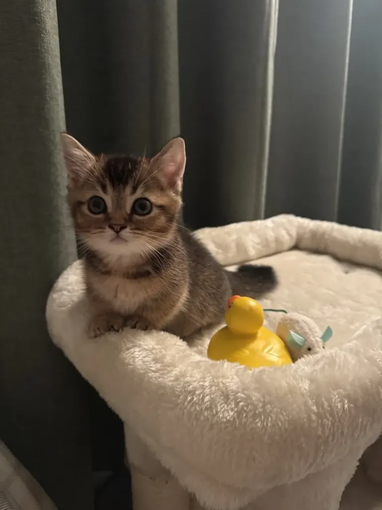 Kitty Palace Cattery - Scottish Kittens For Sale. Customer reviews