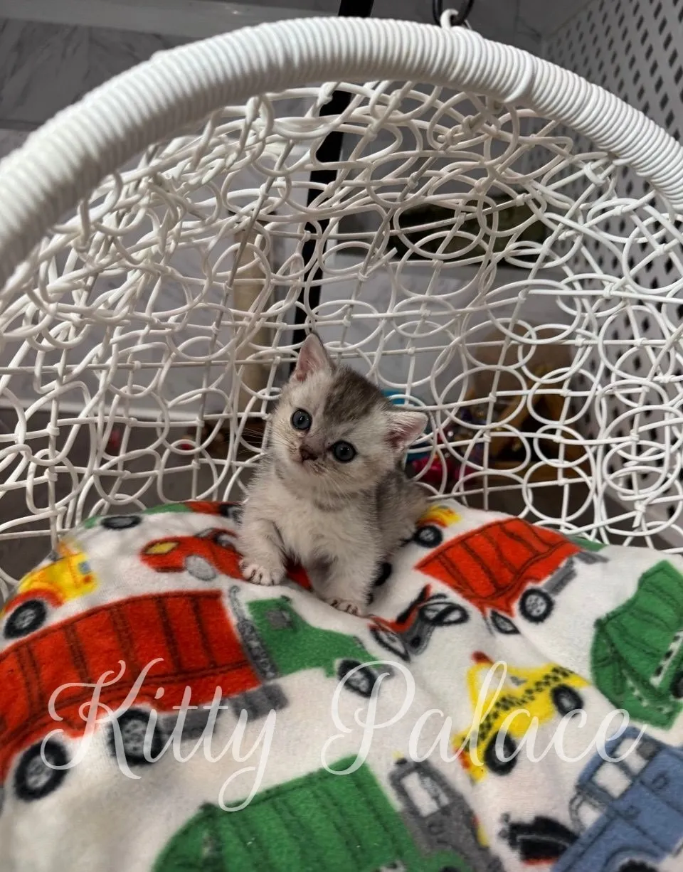 Silver ticked kitten Louis tilting his head with curiosity, looking straight at the camera