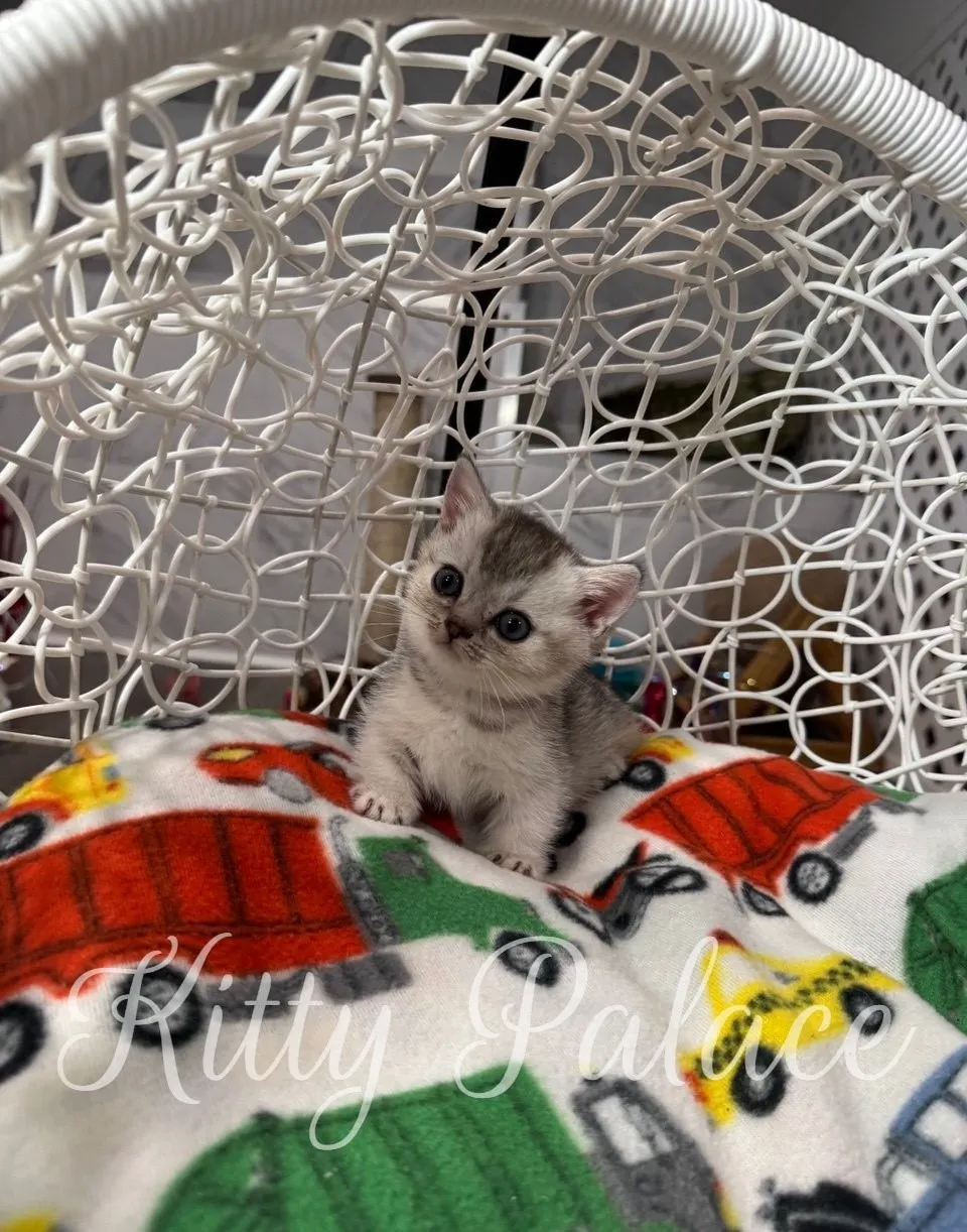 Scottish Straight munchkin kitten Louis sitting upright with a sweet gaze