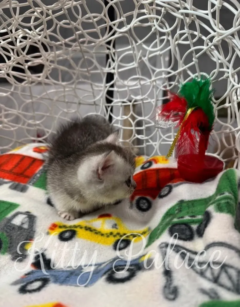 Side view of short legged munchkin cat Louis sniffing a feather toy on a printed blanket