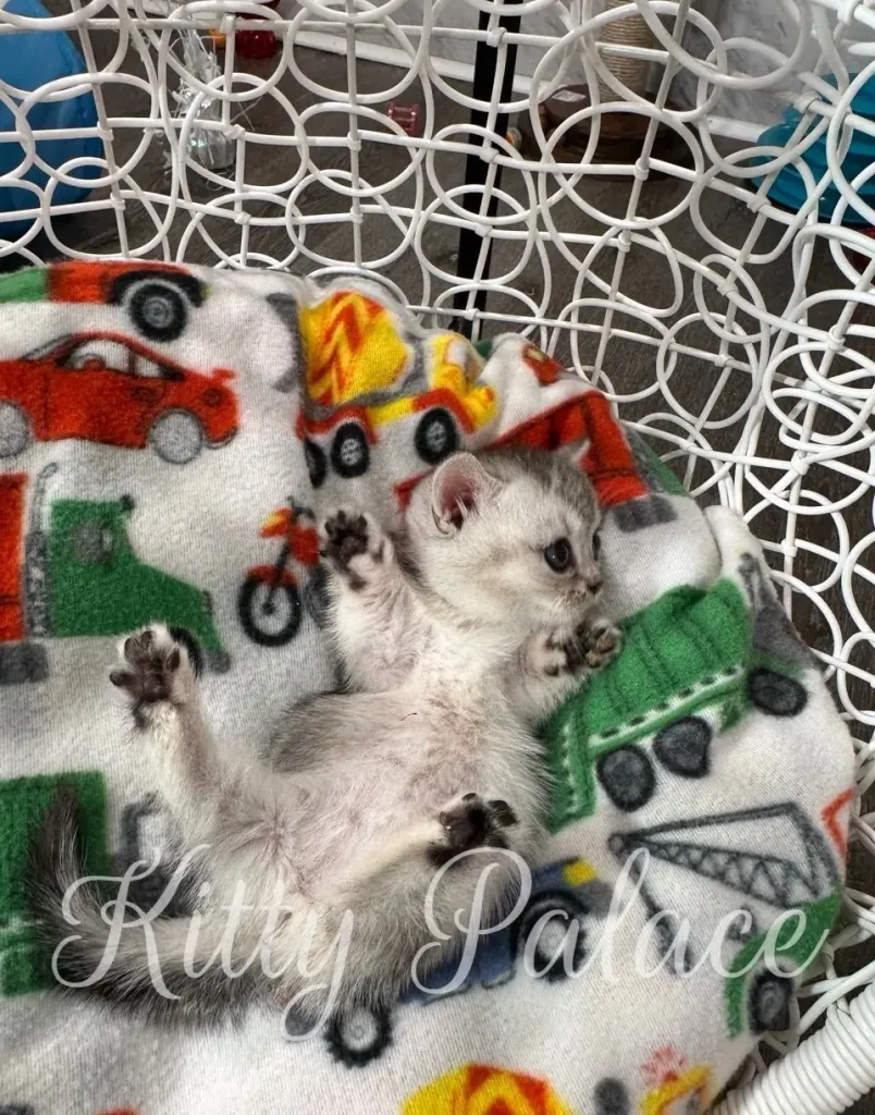 Adorable munchkin kitten Louis lying on his back with paws up in playful pose
