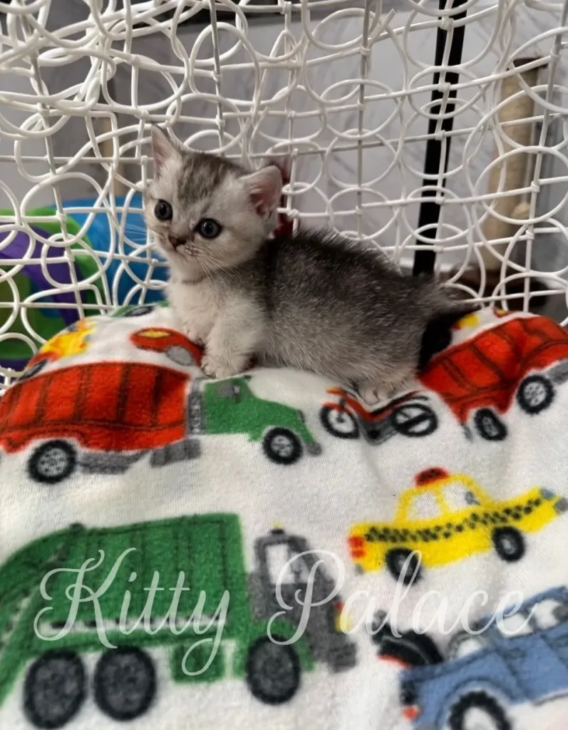 Silver kitten Louis exploring the basket edge with cautious steps