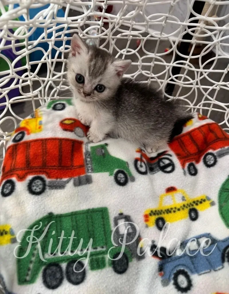 Close-up of kitten Louis resting calmly in a round swing bed