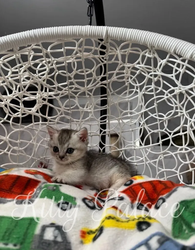 Scottish Straight munchkin cat with short legs, gazing sweetly upward