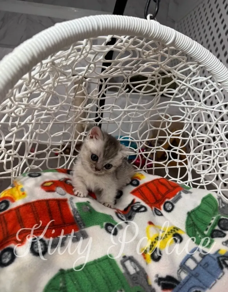 Louis the short legged munchkin kitten sitting on a colorful blanket in a white basket chair