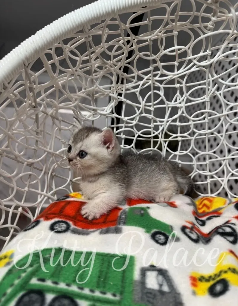 Kitten Louis looking directly at the camera from inside a white hanging chair