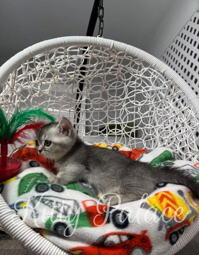 Mars the munchkin short leg kitten for sale, watching feathers