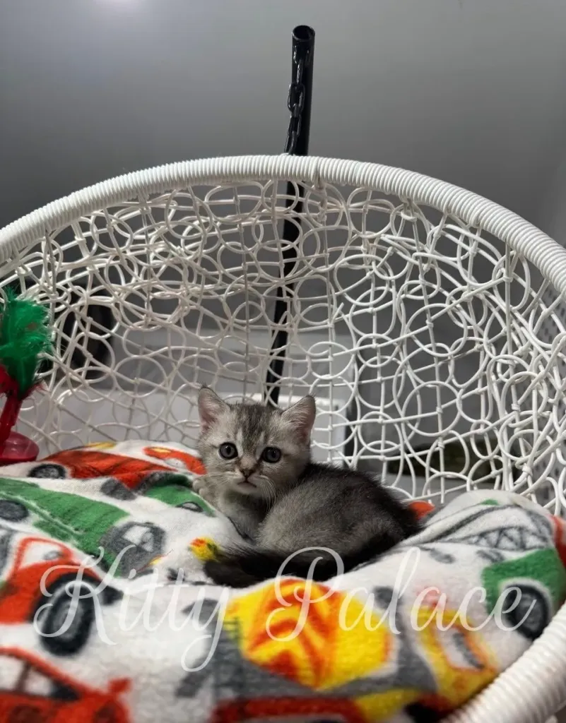 Scottish Straight munchkin kitten Mars sitting calmly on his cozy chair