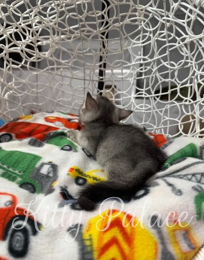 Curious silver munchkin kitten Mars looking around