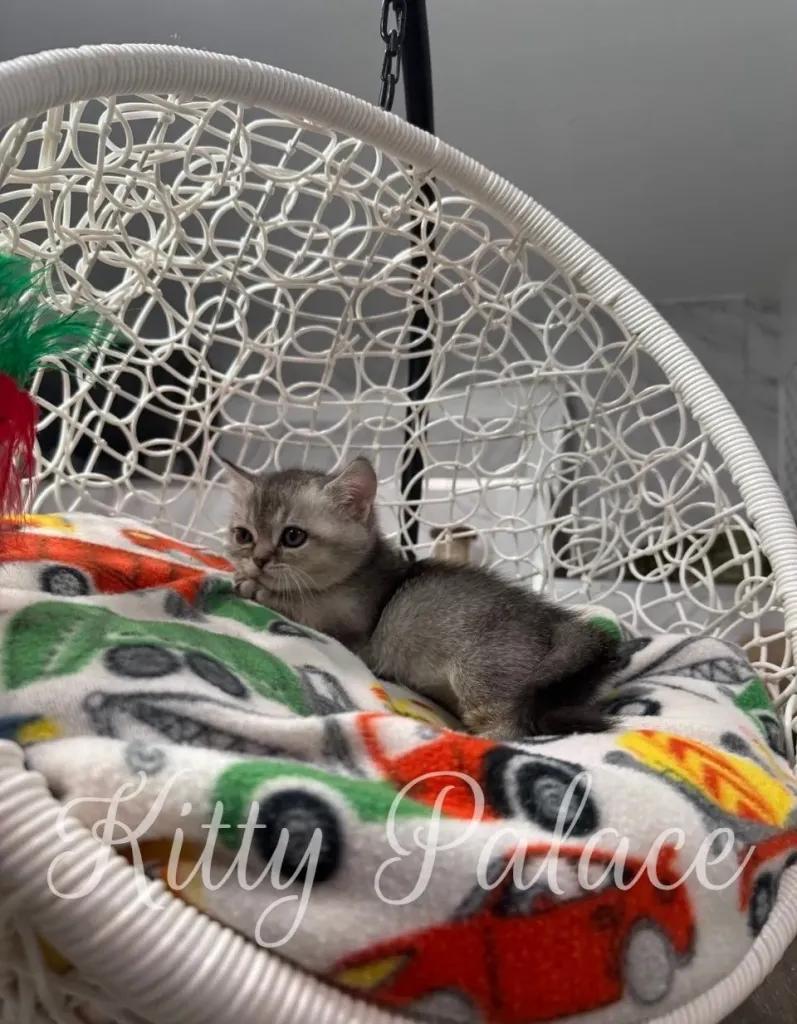 Mars the short-legged kitten laying peacefully