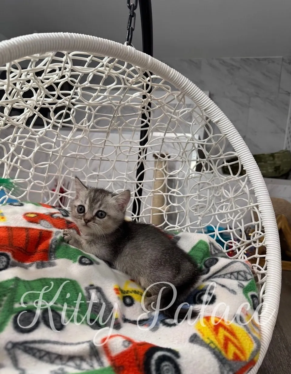 Munchkin kitten with silver coat gazing upward