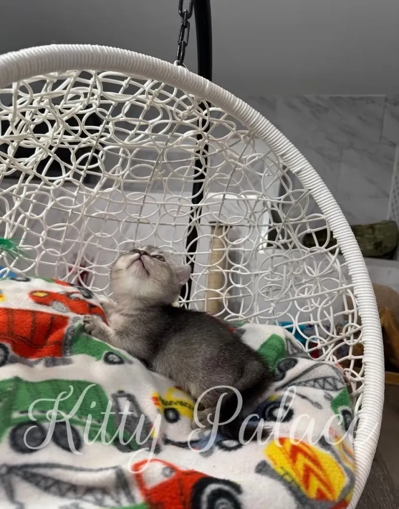Elegant silver ticked kitten Mars in a cozy cat chair