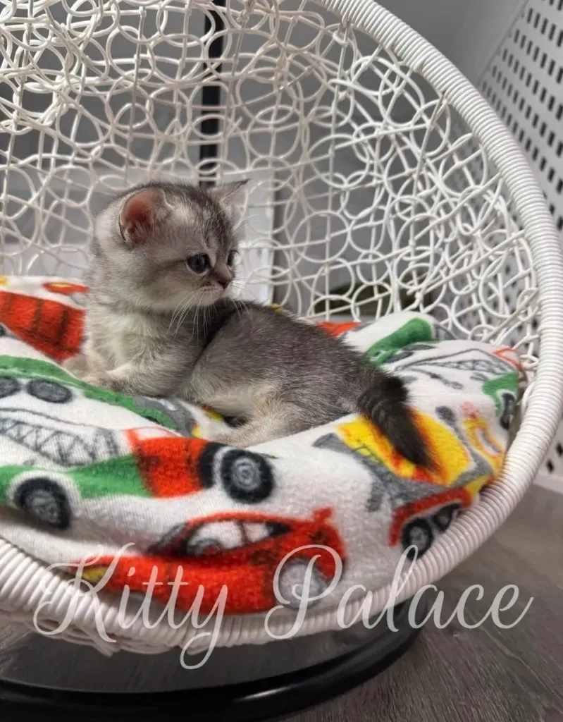 Mars the silver ticked kitten resting in a cozy basket with colorful blanket