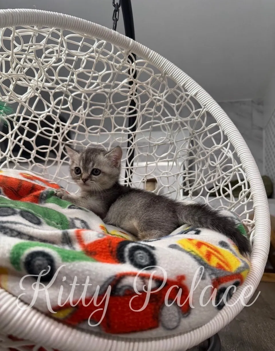 Adorable munchkin short leg kitten Mars resting in the cattery