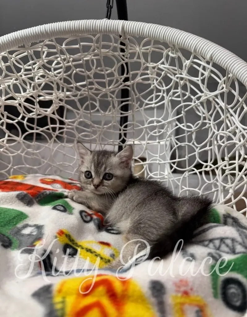 Mars the silver munchkin kitten lying on colorful blanket