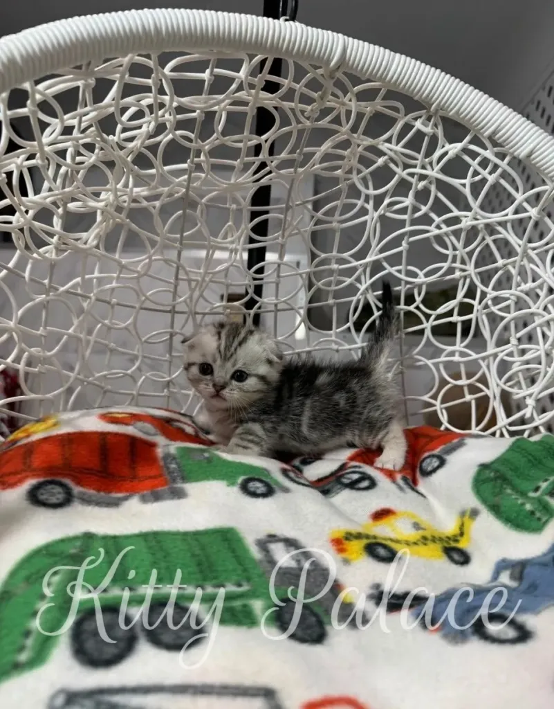 Scottish Fold Munchkin kitten Martin sitting on blanket – munchkin cats for sale USA
