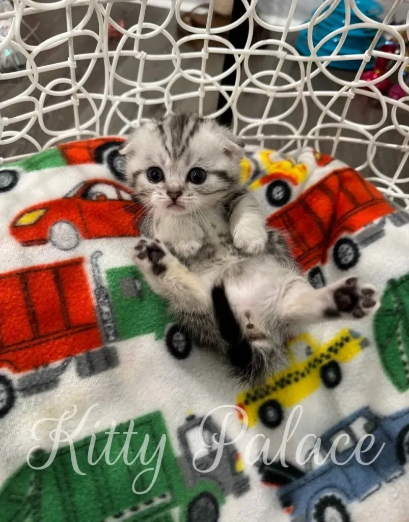 Scottish Fold munchkin kitten Martin exploring pet room – munchkin cats USA