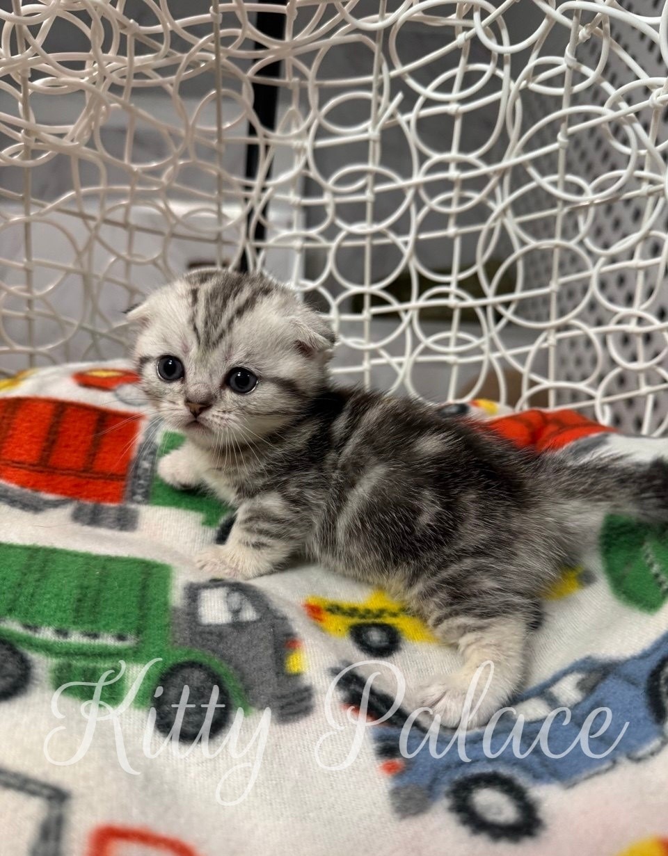 Martin - Scottish Fold Kitten (Munchkin) for Sale, Buy Kitten in USA. Kitty Palace Cattery