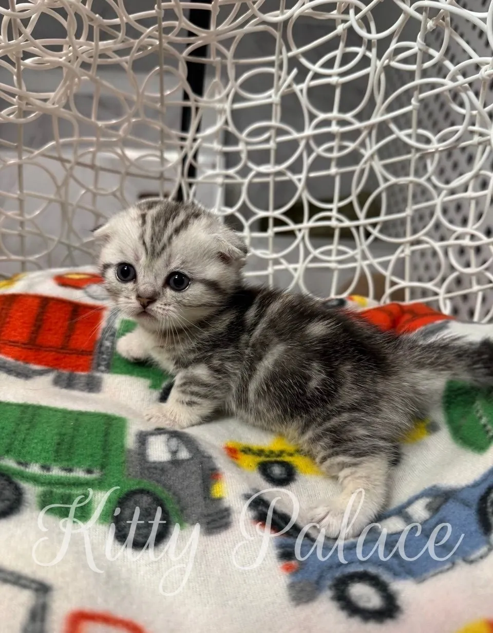 Martin the munchkin kitten with silver marble coat in cozy basket