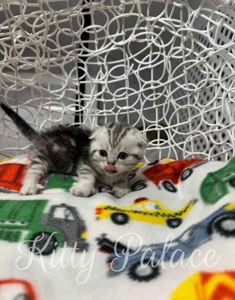 Adorable Scottish Fold Munchkin kitten looking at camera – buy munchkin cat