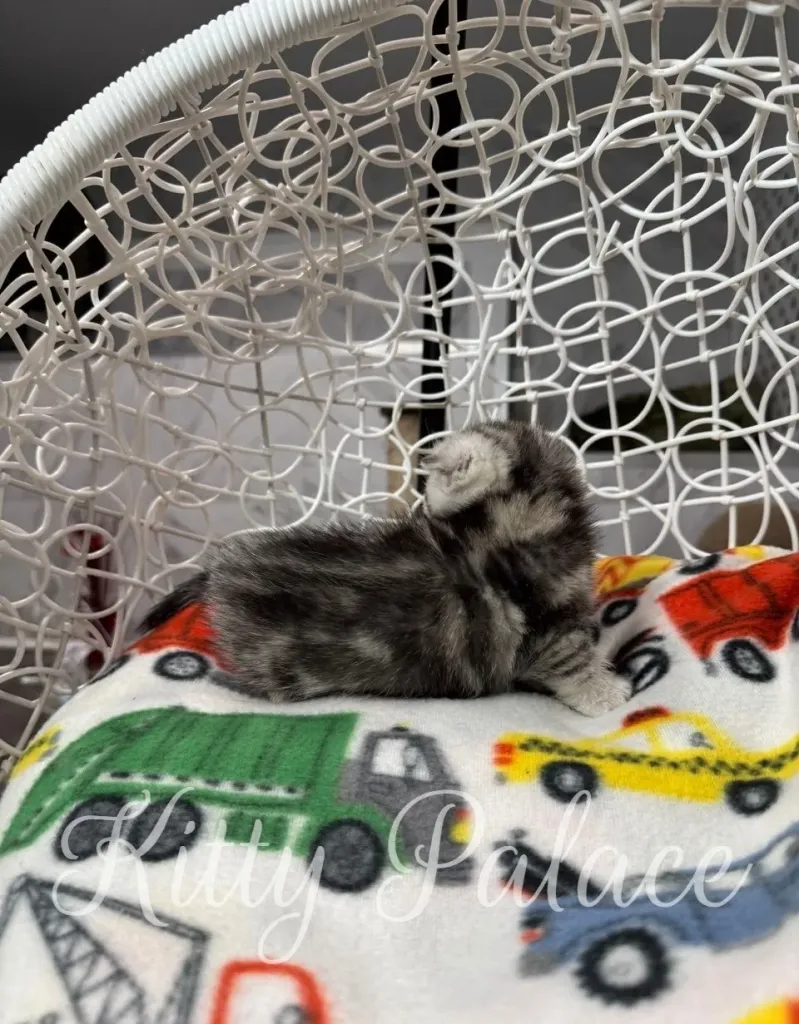 Tiny silver munchkin kitten with folded ears resting on colorful bedding