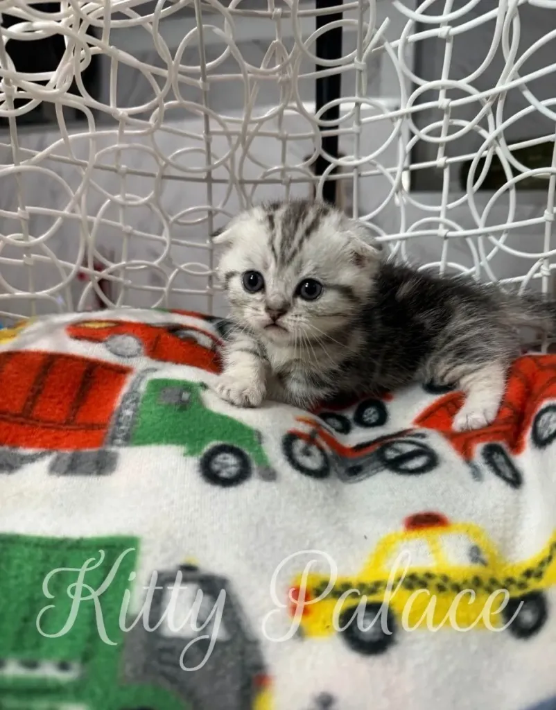 Cute folded-eared munchkin kitten standing alert – Kitty Palace