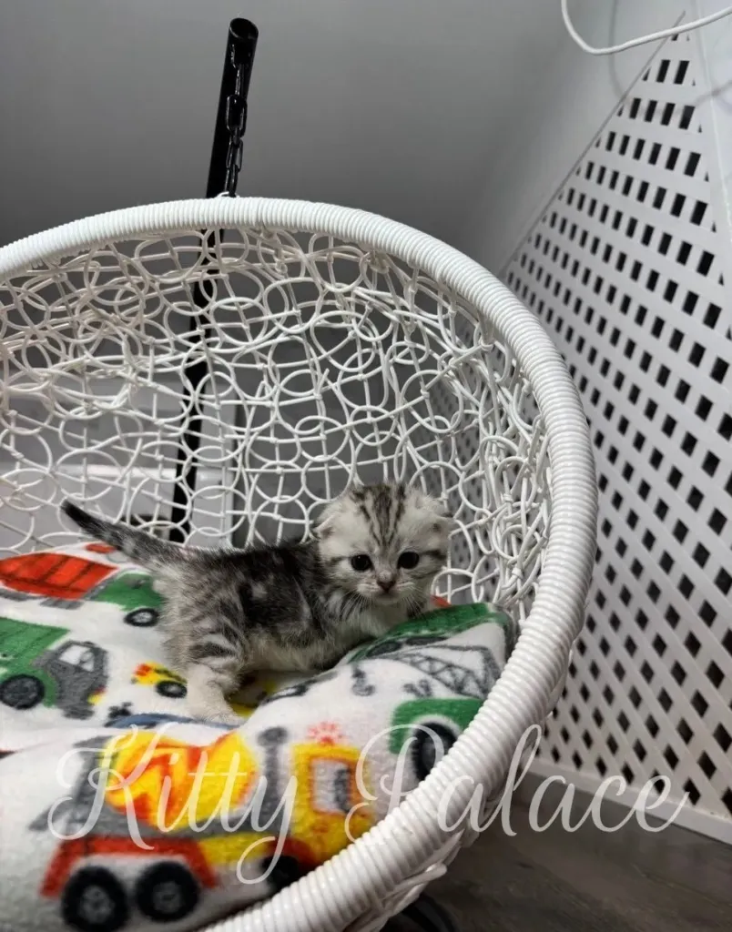 Silver marble Scottish Fold Munchkin kitten walking on blanket