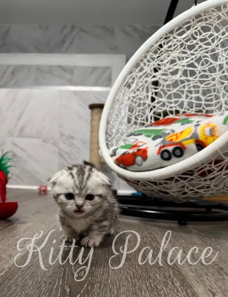 Munchkin cat for sale – Scottish Fold kitten playing with colorful toys