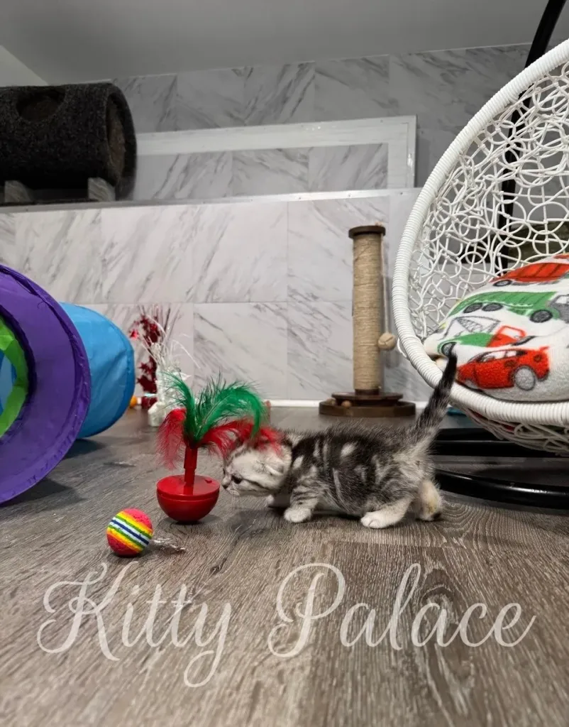 Tiny munchkin kitten in playful pose – perfect for adoption in USA