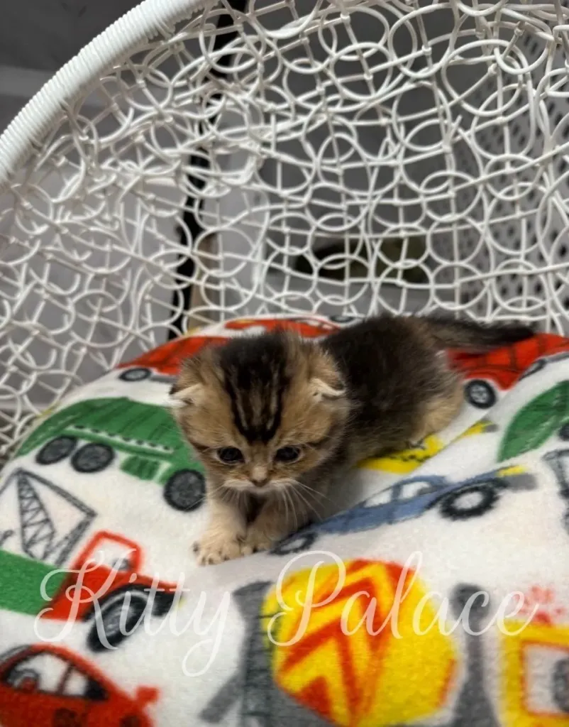 Munchkin kitten for sale near me – Simon lying on the floor beside a feather toy