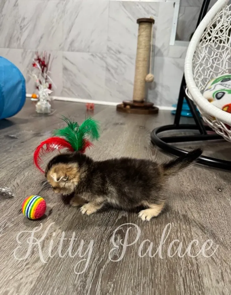 Kitten playing with feather toy and rainbow ball on the floor