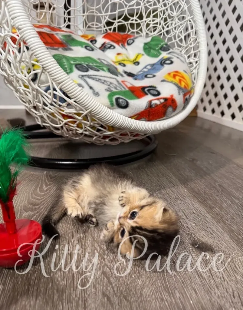 Playful munchkin fold kitten Simon chewing a red feather toy