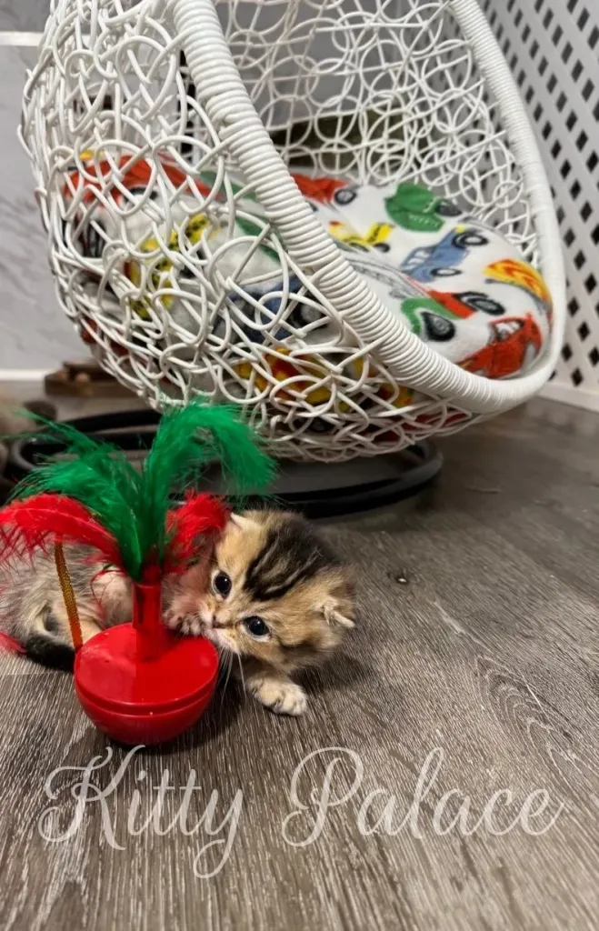 Scottish Fold munchkin kitten sitting on a colorful blanket