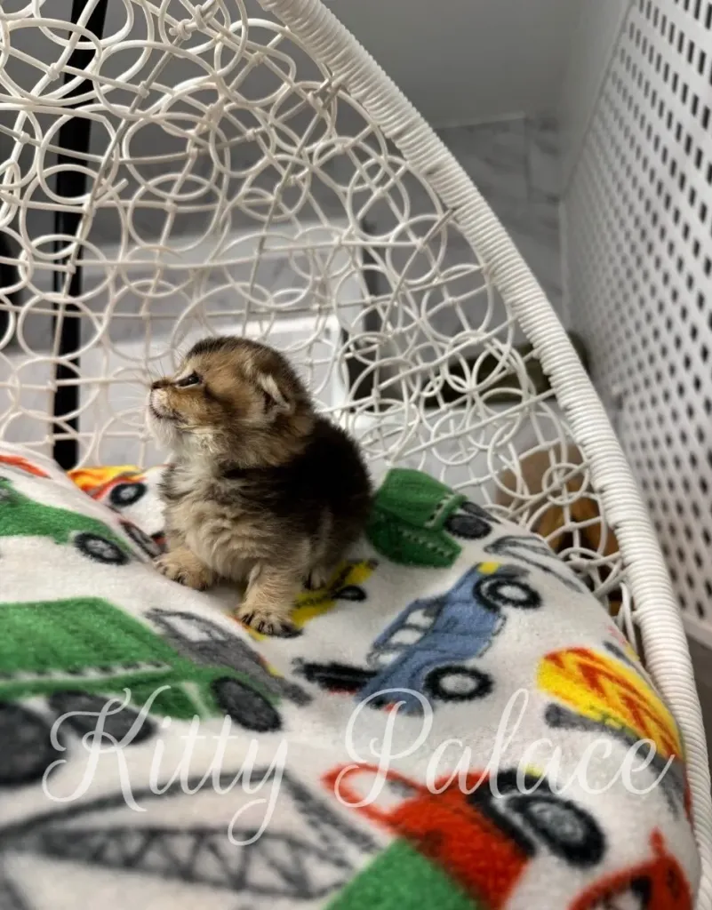 Fluffy munchkin kitten for sale relaxing on a printed blanket