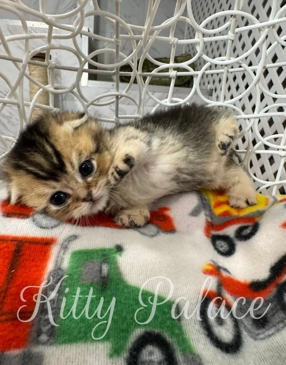 Black golden chinchilla munchkin kitten for sale near me in a cozy white chair