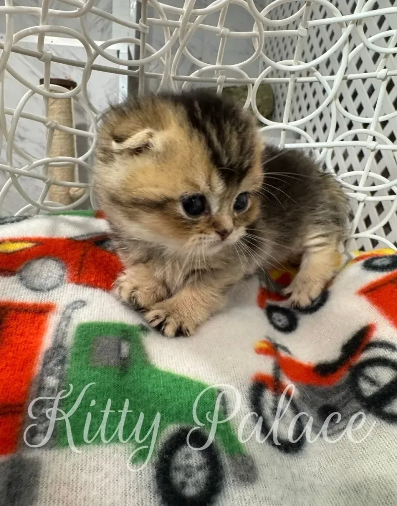 Tiny golden Scottish Fold kitten sitting calmly on a car-pattern blanket