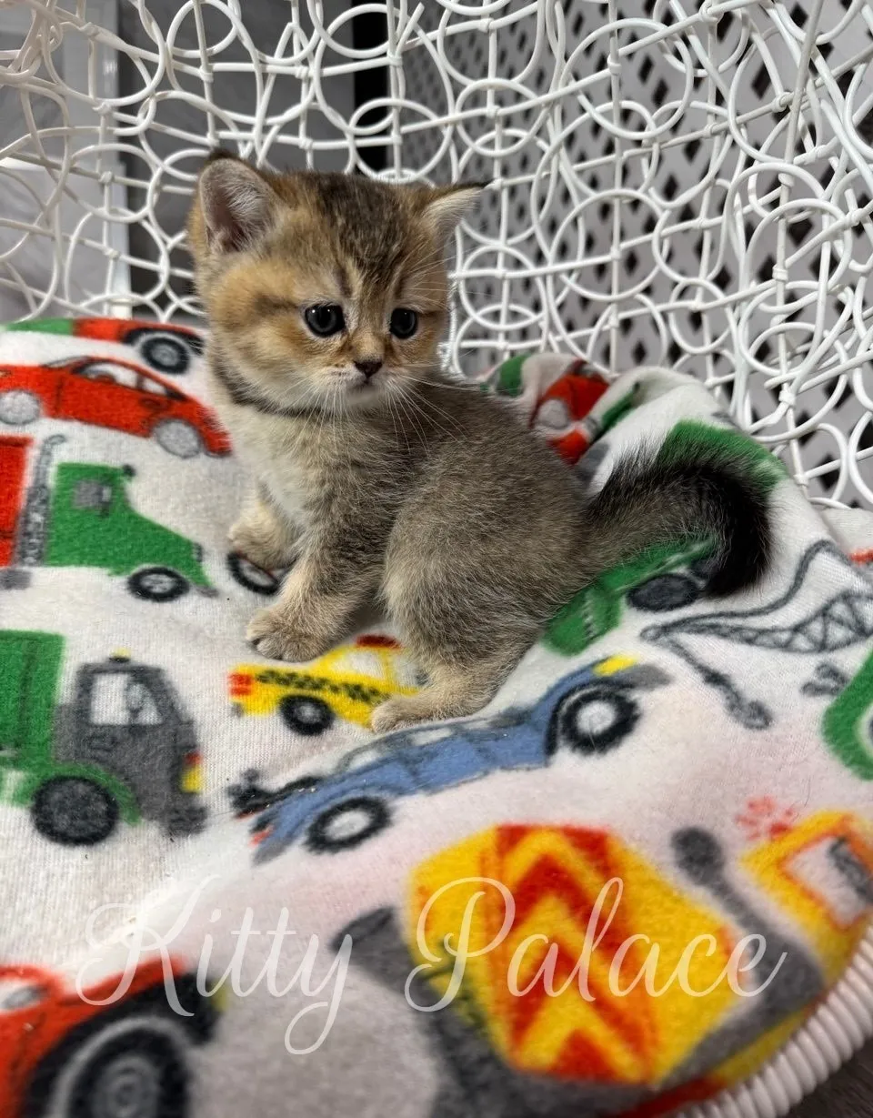 Cat Scottish Straight kitten Ariel with sweet expression on car-printed bed